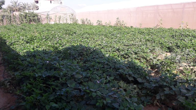 مياه الصرف الصحي في غزة تصب في البحر دون معالجة - أرشيفية