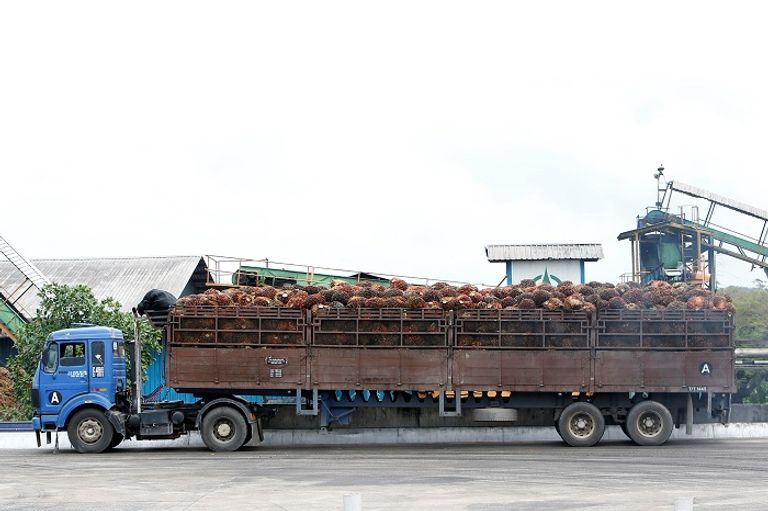 انكماش الطلب العالمي على زيت النخيل