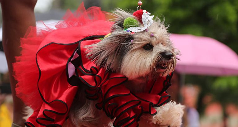 الكلاب تخطف الأنظار بمهرجان في البرازيل