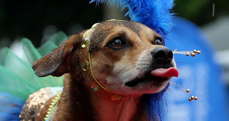 الكلاب تخطف الأنظار بمهرجان في البرازيل