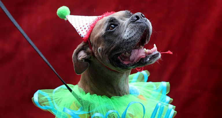 الكلاب تخطف الأنظار بمهرجان في البرازيل