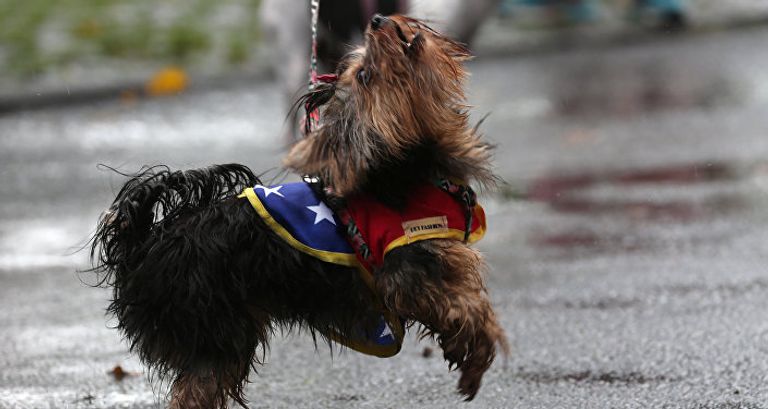 الكلاب تخطف الأنظار بمهرجان في البرازيل