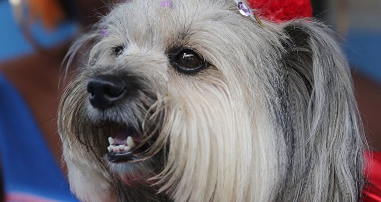 الكلاب تخطف الأنظار بمهرجان في البرازيل