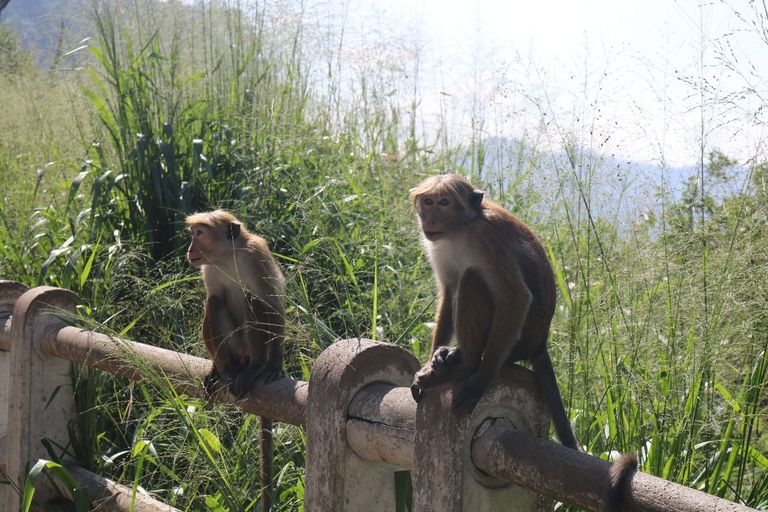 سيريلانكا.. 500 دولار فقط تفصلك عن بلد الجمال المفقود