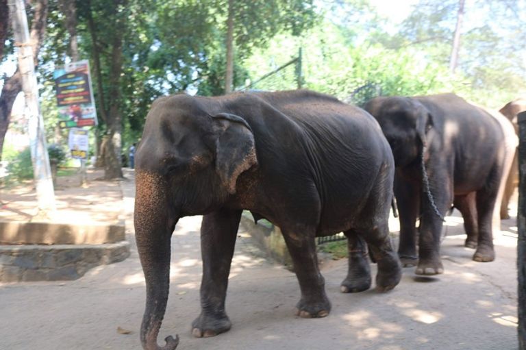 سيريلانكا.. 500 دولار فقط تفصلك عن بلد الجمال المفقود