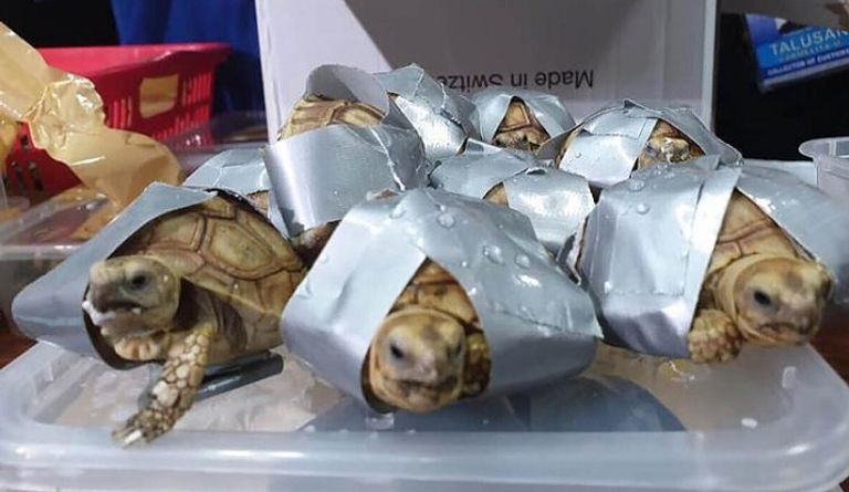 العثور على سلاحف مجهزة للتهريب في الفلبين