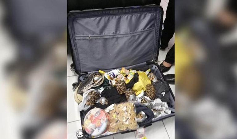 العثور على سلاحف مجهزة للتهريب في الفلبين