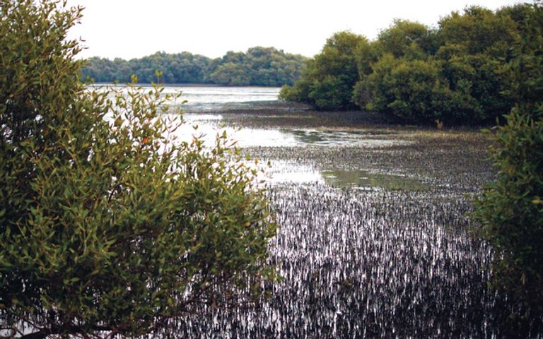 متحف أم القيوين