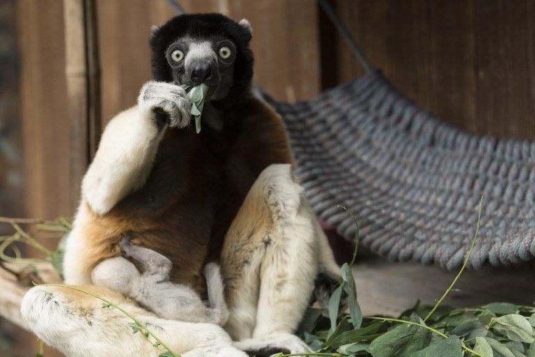 ولادة حيوان نادر مجهول الجنس في فرنسا