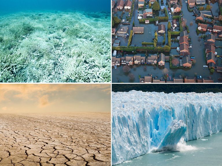 صور حية للبكتيريا الآكلة للتلوث