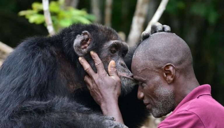 التنوع الثقافي لقردة الشمبانزي مهدد بالنشاط البشري