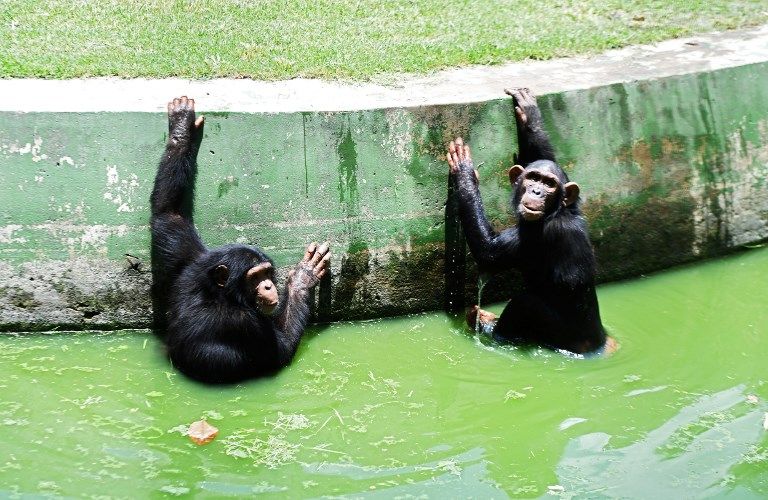 التنوع الثقافي لقردة الشمبانزي مهدد بالنشاط البشري