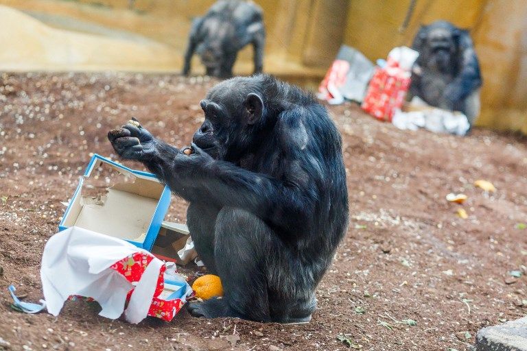 التنوع الثقافي لقردة الشمبانزي مهدد بالنشاط البشري