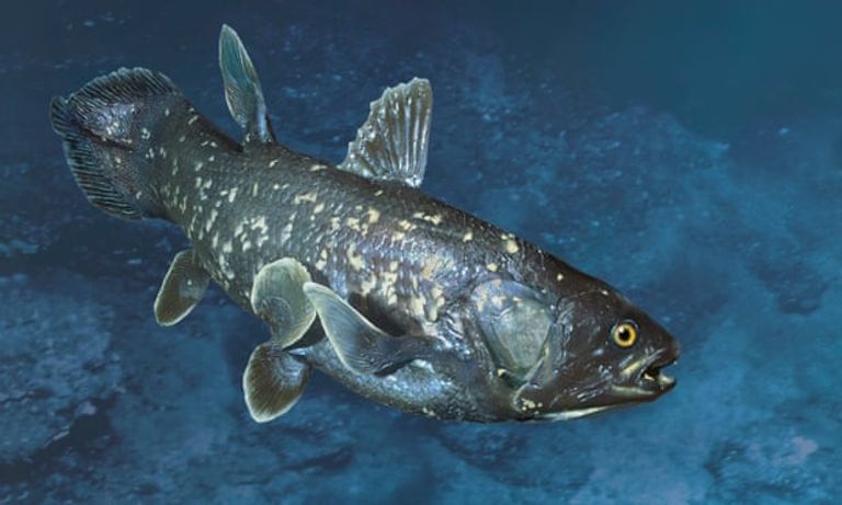 "سلحفاة جزيرة فرناندينا" العملاقة