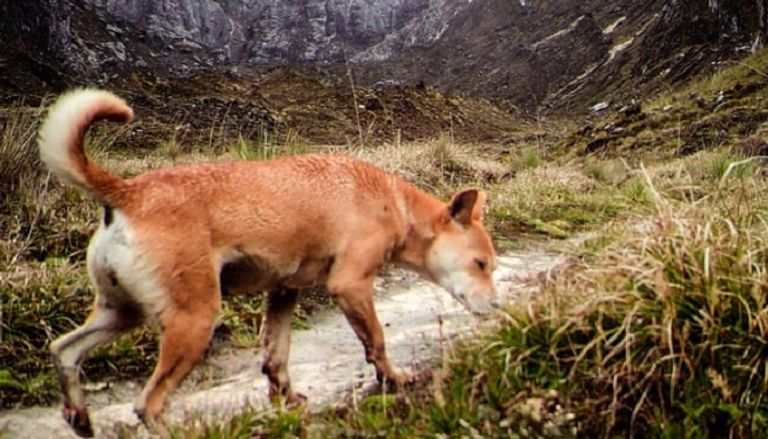 "سلحفاة جزيرة فرناندينا" العملاقة