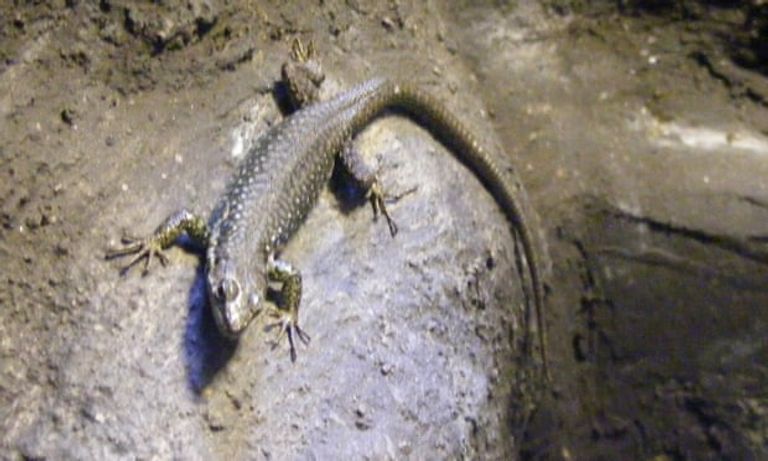 "سلحفاة جزيرة فرناندينا" العملاقة