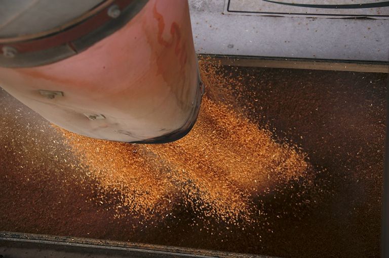 مصر أكبر مستورد للقمح في العالم