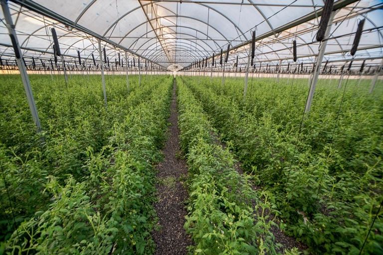 الشيخ محمد بن زايد آل نهيان