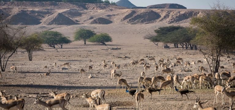 جزيرة زايا نوراي في أبوظبي