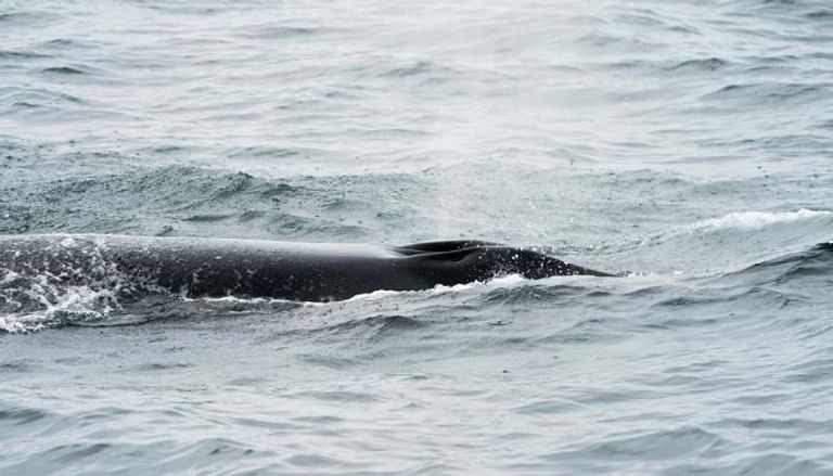 الحوت الذي ابتلع الغوّاص طوله 15 متراً