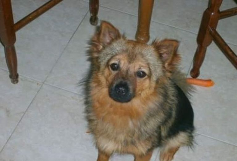 ما يزال البحث عن الكلب تشيكو جارياً