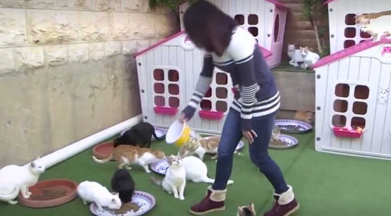 الفلسطينية هبة الجنيدي تحمل إحدى قططها