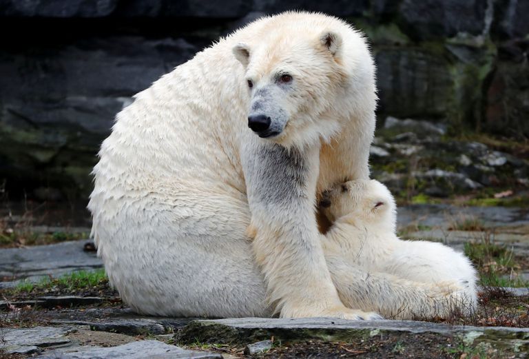الظهور الأول لأنثى دب قطبي صغيرة بحديقة حيوان في برلين