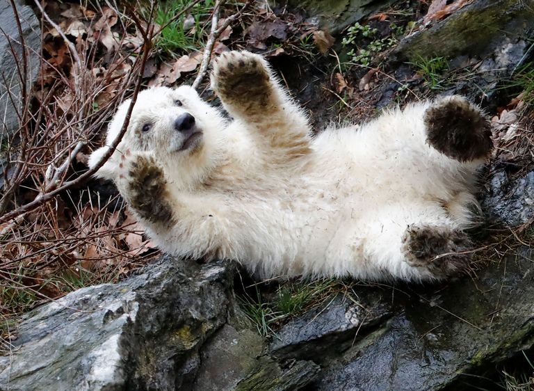 الظهور الأول لأنثى دب قطبي صغيرة بحديقة حيوان في برلين