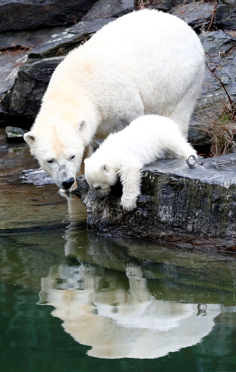 الظهور الأول لأنثى دب قطبي صغيرة بحديقة حيوان في برلين