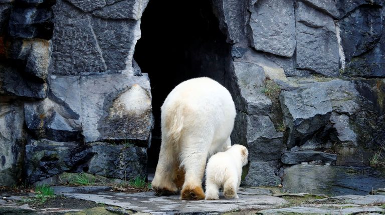 الظهور الأول لأنثى دب قطبي صغيرة بحديقة حيوان في برلين