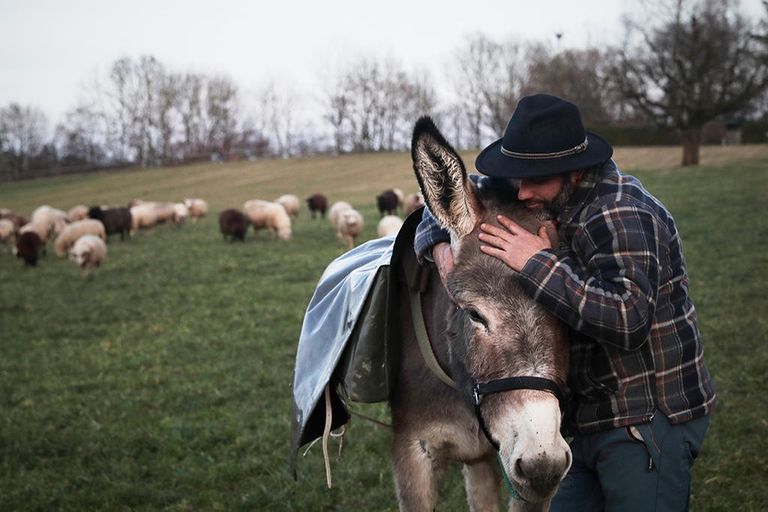 رعاة الأغنام في سويسرا