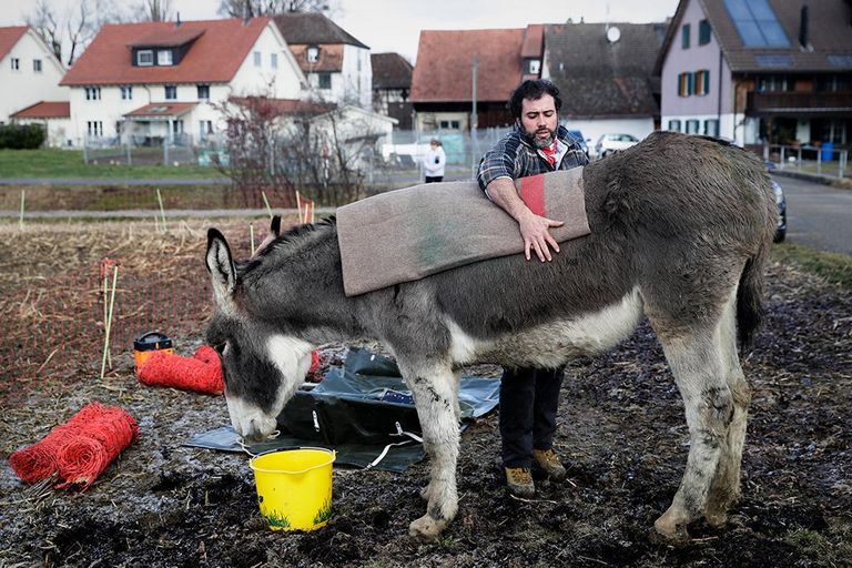 رعاة الأغنام في سويسرا