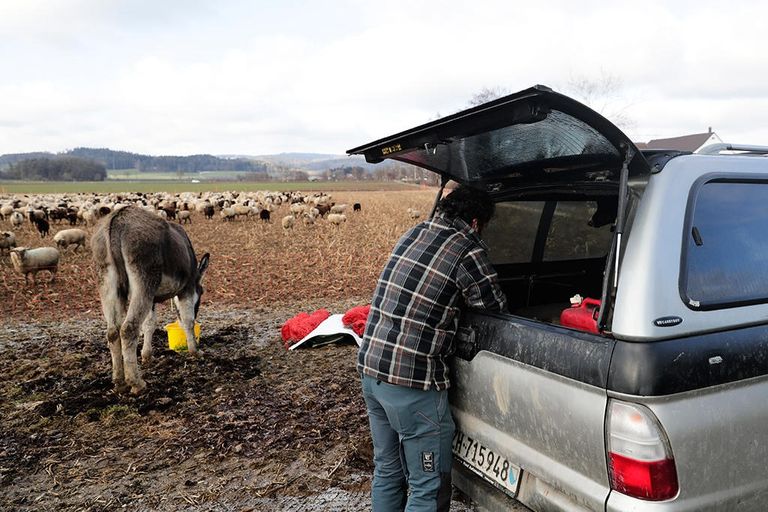 رعاة الأغنام في سويسرا