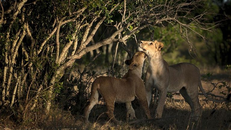 غابات كينيا بالقارة السمراء
