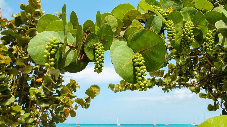 جزيرة أنتيجوا