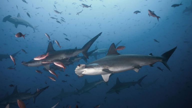 الحاجز المرجاني العظيم بأستراليا