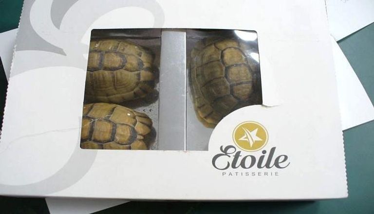 السلاحف البرية في صندوق الحلوى