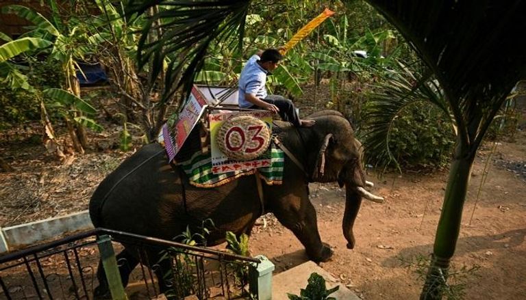 سباق بوون دون التقليدي للفيلة في فيتنام 