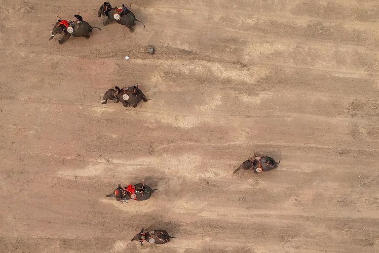 سباق بوون دون التقليدي للفيلة في فيتنام 