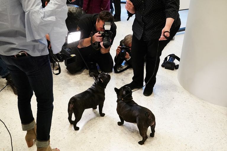 قائمة أشهر 10 كلاب بأمريكا لم تتغيّر عام 2018