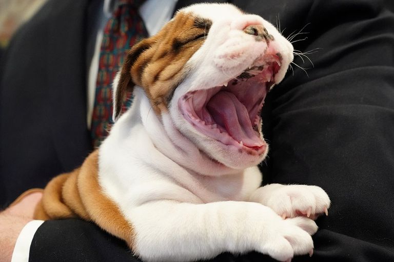 قائمة أشهر 10 كلاب بأمريكا لم تتغيّر عام 2018