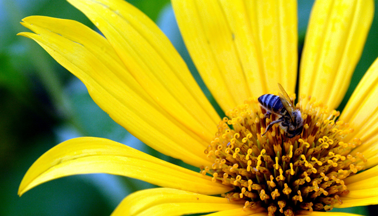 تنوع النحل مهدد في شرق آسيا