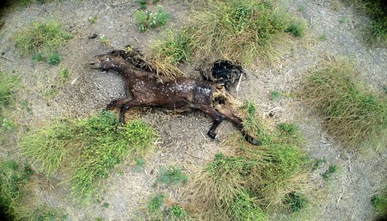 جيفة حصان في بحيرة أكوليو الجافة  زورق متروك في بحيرة أكوليو الجافة بالقرب من العاصمة التشيلية