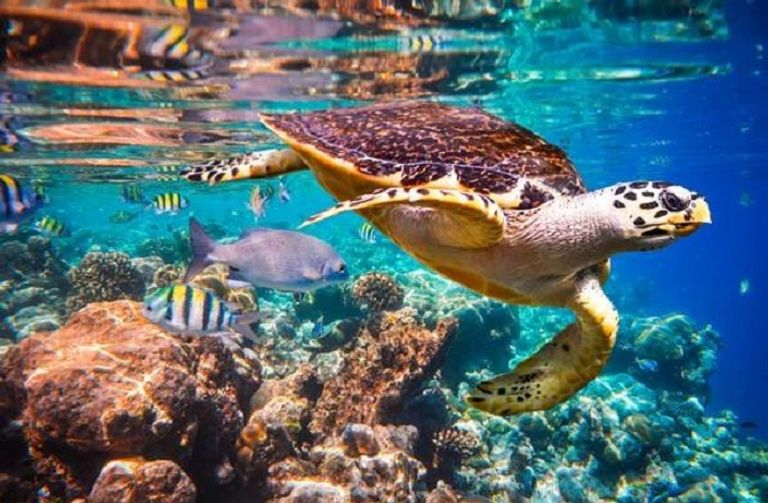 جزر المالديف