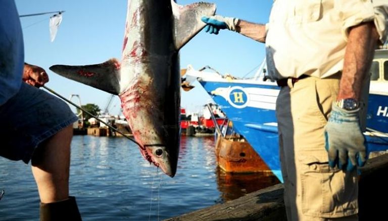 الصيد الجائر يُعرّض القرش لخطر الاندثار