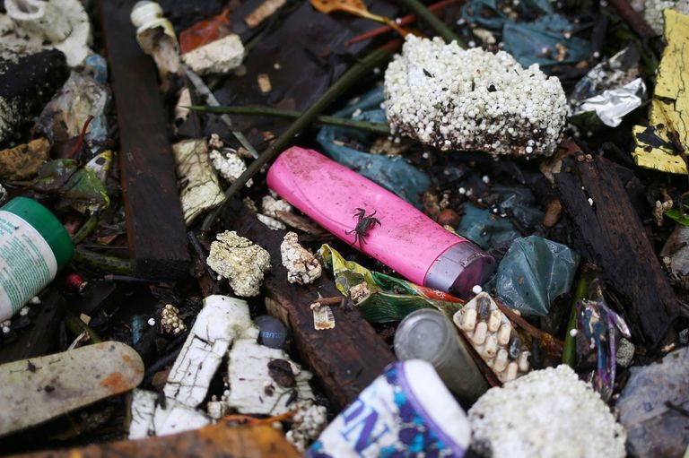 جانب من تنظيف المستنقعات في اليوم العالمي للمياه