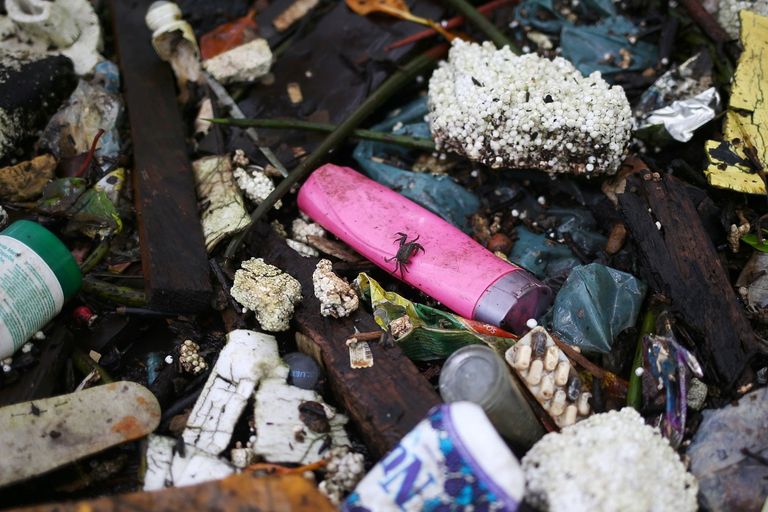 جانب من تنظيف المستنقعات في اليوم العالمي للمياه