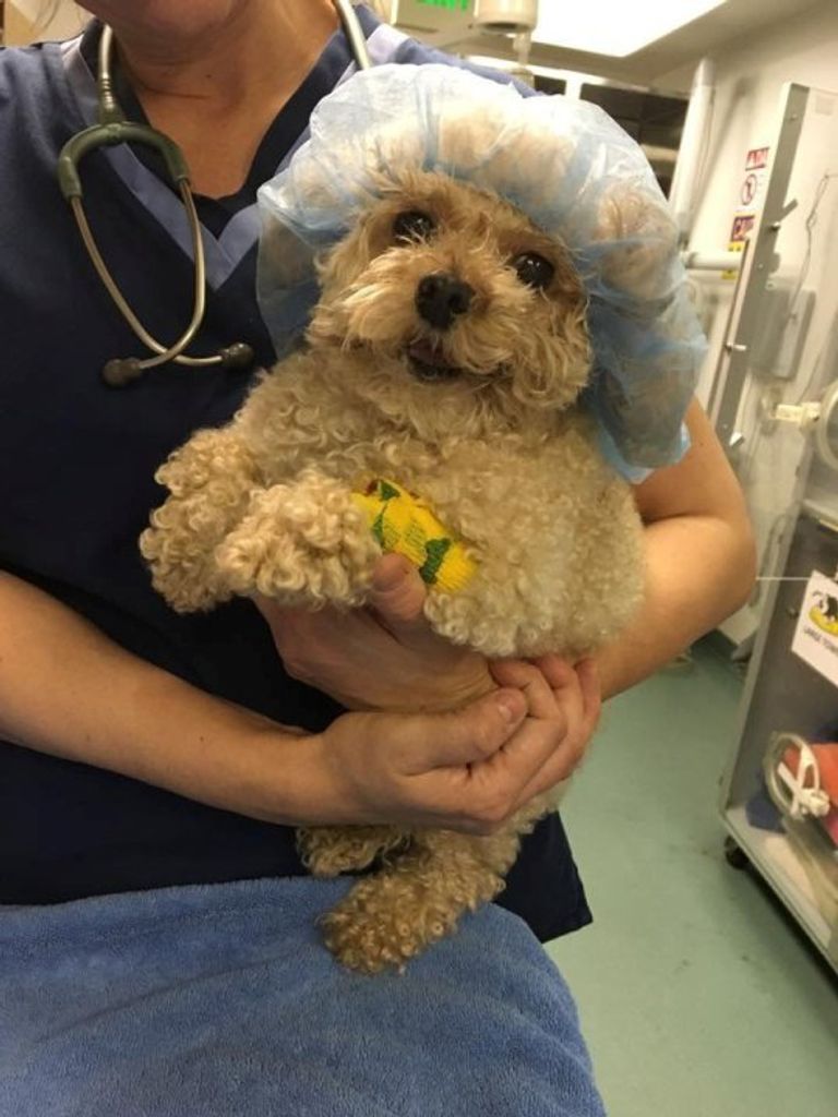 بريطانية تستنسخ كلبها خوفا من فقده