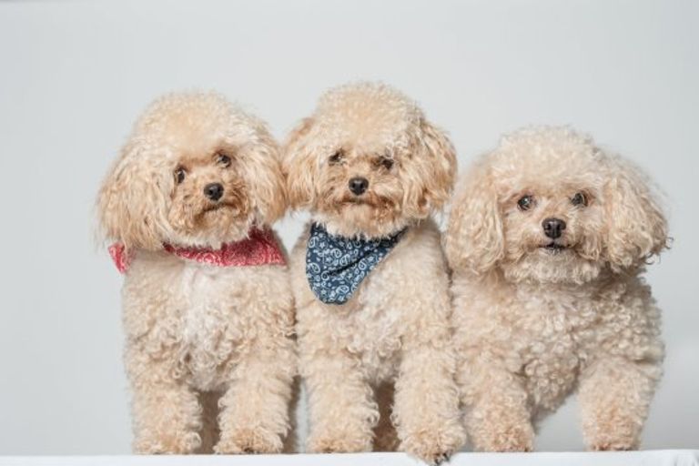 بريطانية تستنسخ كلبها خوفا من فقده