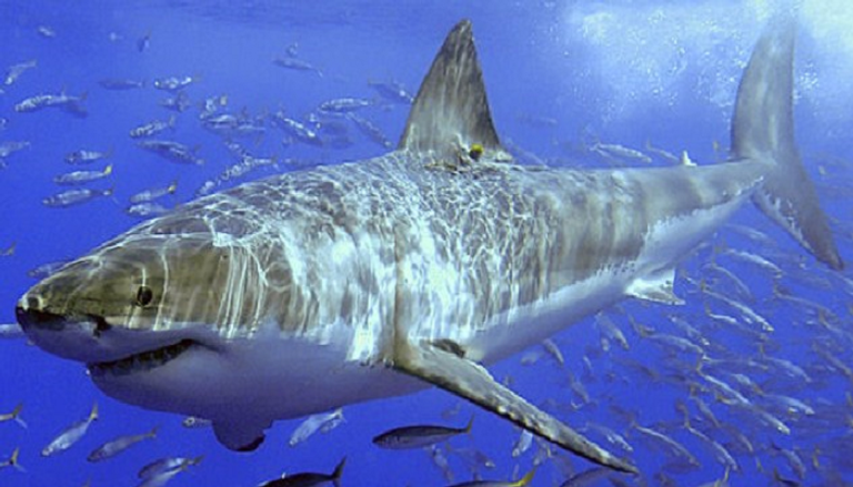 بعض أنواع أسماك القرش مهددة بالانقراض
